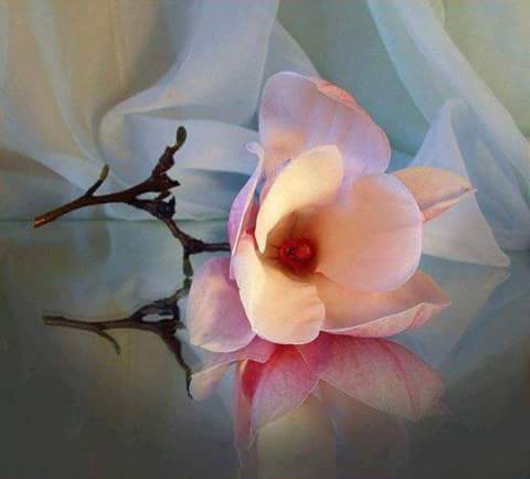 13407102_863110867150126_3034015896878689567_n